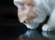 开云平台-铁血活塞的最后一舞，盐湖城之夜与时代终结的回响