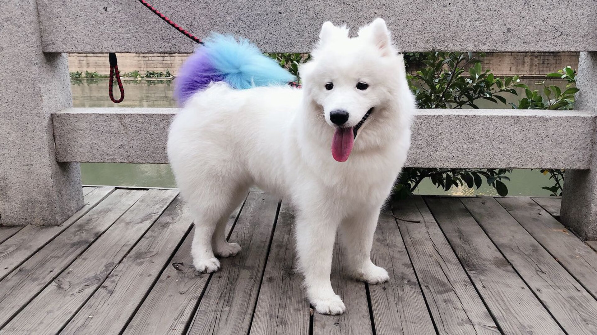 铁血活塞的最后一舞，盐湖城之夜与时代终结的回响