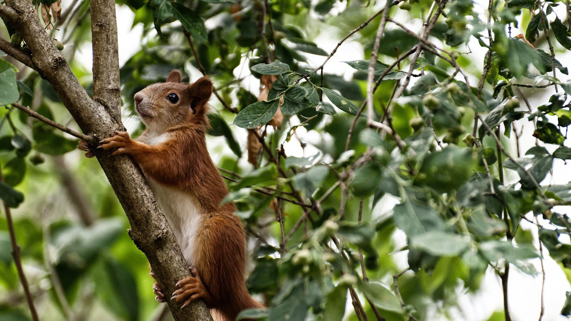 迪亚斯之夜，当世界屏息，他成为F1年度争冠的终极变量